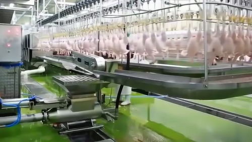 探秘現代化雞肉加工廠 智能化機械如何重塑食品產業(yè)